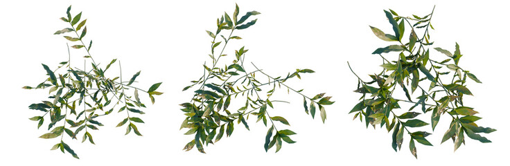 Oplismenus compositus tree plan, top view, cutout, transparent background, isolate, Delicate green fern leaves close-up, botanical illustration, natural texture, vibrant color, detailed macro shot © Peter Hai