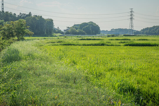 夏の埼玉県滑川町・青々と広がる田園風景と送電線の風景