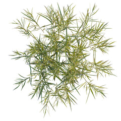 Fototapeta premium Pogonatherum crinitum tree plan, top view, cutout, transparent background, isolate, Delicate green fern leaves close-up, vibrant spring foliage, natural botanical texture