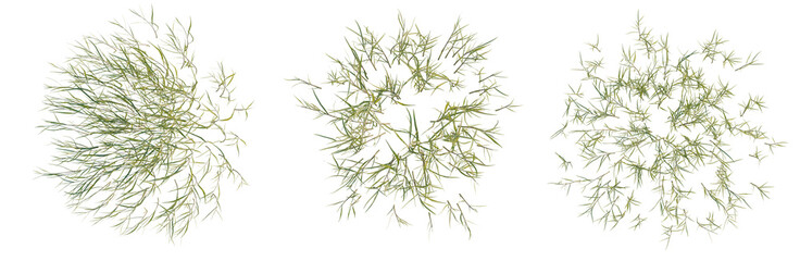 Pogonatherum crinitum tree plan, top view, cutout, transparent background, isolate, Delicate fern leaves texture, intricate detail, nature's elegance, close up of lush foliage © Peter Hai
