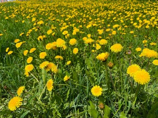 Obraz premium Dandelion flowers blooming in a vibrant green meadow in spring 