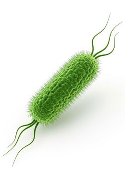3D Illustration of a Green Rod-Shaped Bacterium with Flagella Isolated on White Background for Medical Research