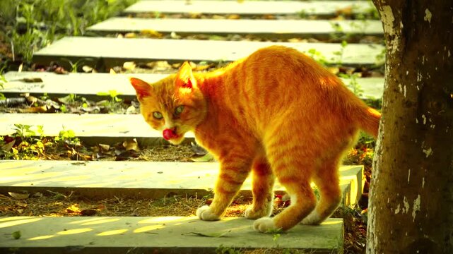 Orange Cat on Sunlit Garden Steps