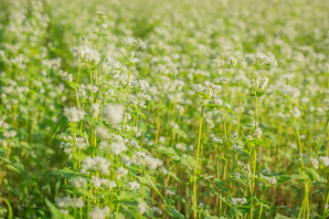 Obraz premium 南会津に広がる白いそばの花畑と柔らかな光の初秋景色（福島県）