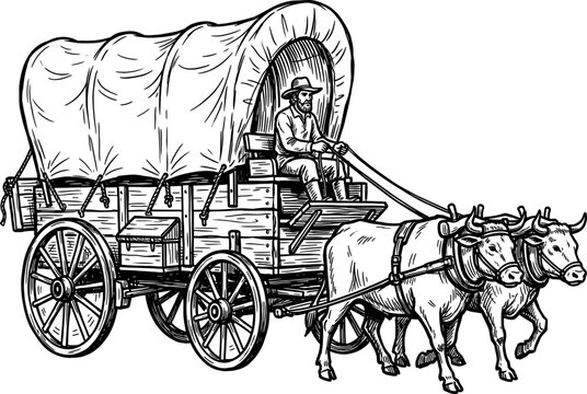 Oxen team pulling a historic western covered wagon