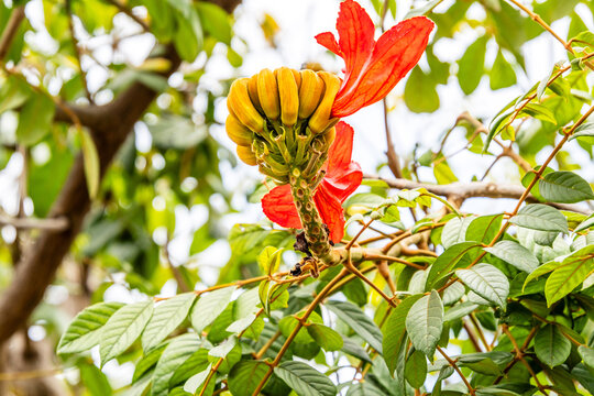 Spathodea campanulata pertenece a la familia Bignoniaceae.