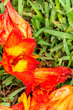 Spathodea campanulata pertenece a la familia Bignoniaceae.