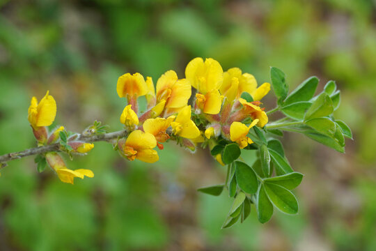 Close-up of a flowering branch of a broom shrub from the legume family Bright yellow butterfly-shaped buds plant flora nature