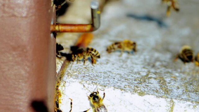 Honey Bees at Beehive Entrance Close Up Close-up view of honey bees at the entrance of a beehive in an apiary. The image shows bees gathering and moving on the hive surface, representing beekeeping