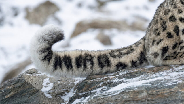 snow leopard tail photography clean and professional