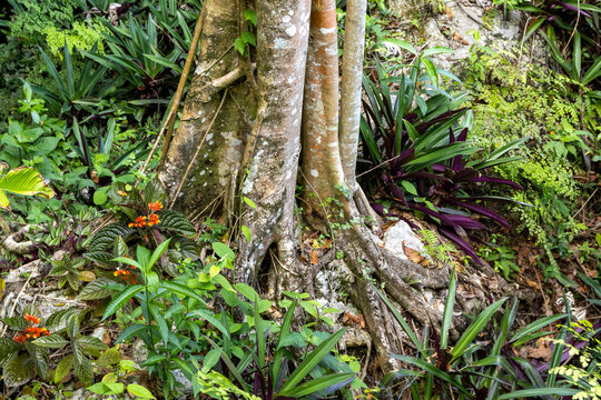 a wild and colorful untouched nature forest in the dudu park at the dominican republic with a lot of different colour flowers