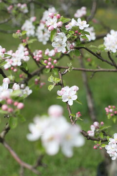 Branches of blossoming apple tree macro with soft focus on gentle light nature background in sunlight with copy space. Beautiful floral image of spring nature panoramic view