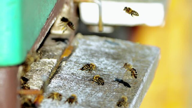 Honey Bees at Beehive Entrance Close Up Close-up view of honey bees at the entrance of a beehive in an apiary. The image shows bees gathering and moving on the hive surface, representing beekeeping