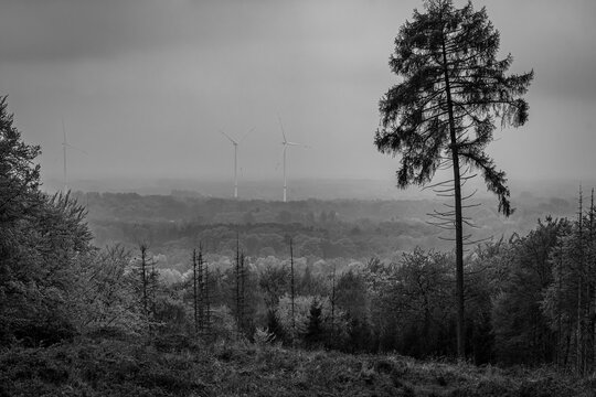 Die Windr&auml;der drehen sich lautlos am Horizont, w&auml;hrend der einsame Baum davor steht wie ein W&auml;chter zwischen zwei Zeiten: Natur und Technik, Vergangenheit und Morgen. Manche Landschaften sprechen nich