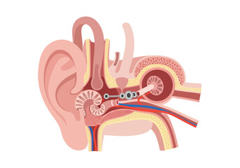 Anatomical illustration of a human ear's internal structures showing the cochlea and auditory nerve © Titi