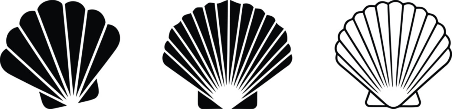 Set of three black and white seashell icons with different shapes and line styles isolated on transparent background, isolated on white background, Vector