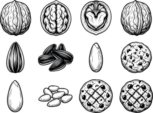 Hand Drawn Nut and Seed Illustration Set Featuring Walnut Almond Sunflower and Pistachio for Food Packaging Design