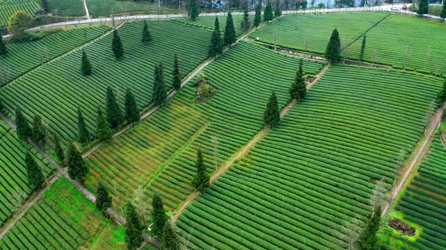 Aerial View of Green Tea Plantation Terraces on Rolling Hills