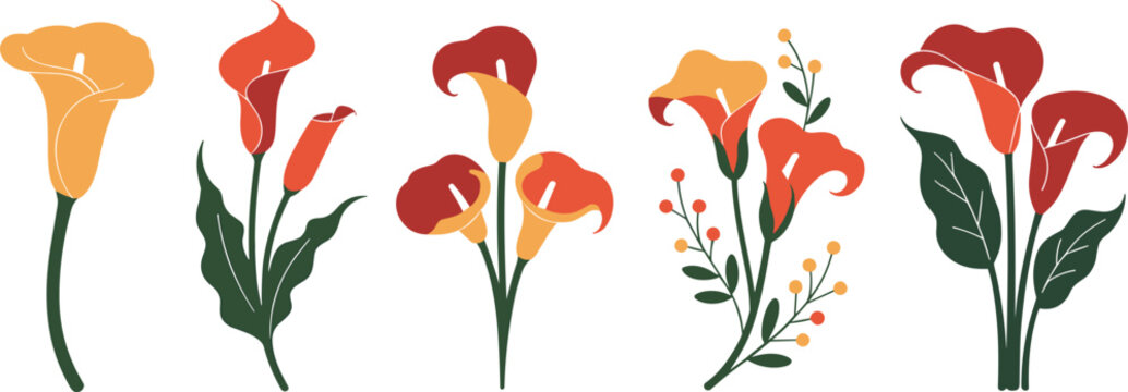 Elegant calla lily flower vector illustration set with colorful orange and red blossoms for floral pattern design