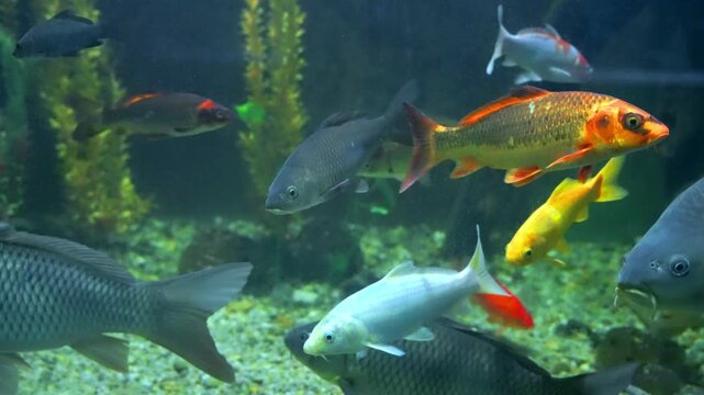 Beautiful koi carps and common carps swimming together in an aquarium, displaying vibrant orange, white, yellow, and grey scales over gravel