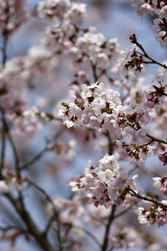 Fleurs de cerisier au printemps, gros plan sur de magnifiques fleurs de cerisier. Fleurs de pommier au printemps, gros plan, mise au point s&eacute;lective.