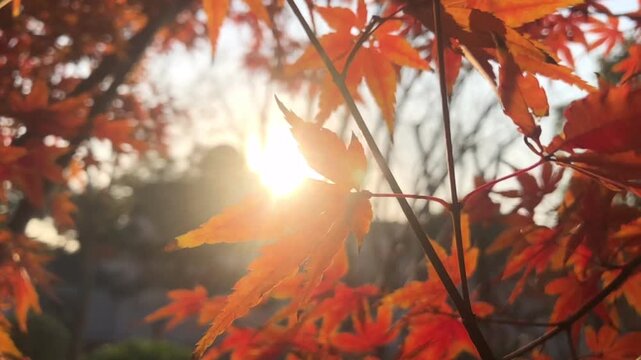 Orange Maple Leaves in Warm Autumn Sunlight