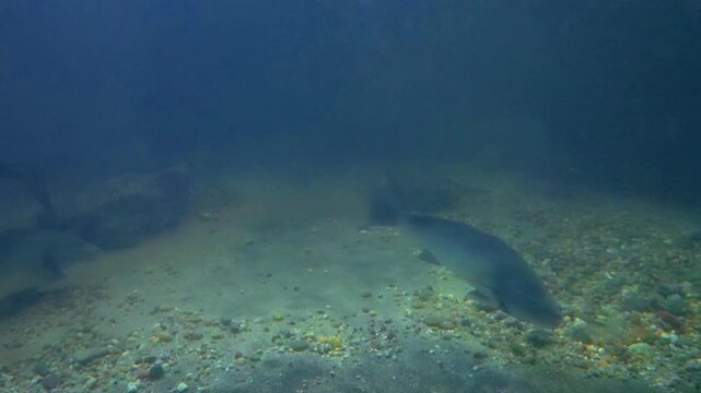 Large sturgeon swims near the sandy bottom of a deep aquarium, while other predatory fish swim near the surface in dark blue water