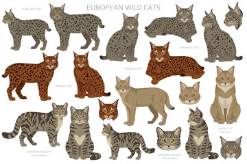 Fototapeta premium European wild cats. Eurasian lynx, Iberian lynx, jungle cat and european wildcat clip arts. All coat colors set. Vector illustration