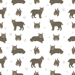 Fototapeta premium European wild cats. Eurasian lynx seamless pattern. Vector illustration
