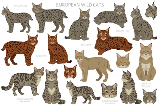 European wild cats. Eurasian lynx, Iberian lynx, jungle cat and european wildcat clip arts. All coat colors set. Vector illustration