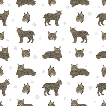 European wild cats. Eurasian lynx seamless pattern. Vector illustration