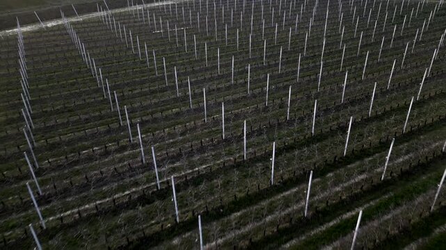Field line of apple trees in winter at sunset. Panoramic view. Video 4K
