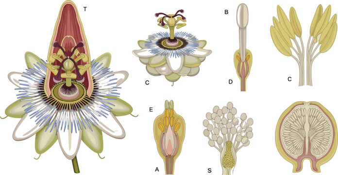 Detailed passion flower botanical anatomy diagram vector illustration with scientific cross sections of floral organs and parts