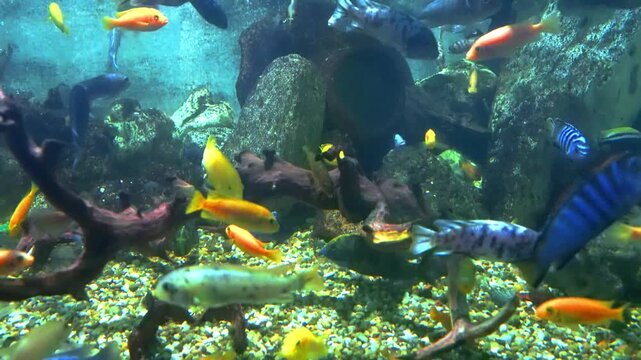 Vibrant community aquarium filled with colorful African cichlids swimming around rocks and driftwood in clear blue water. Tropical fish tank