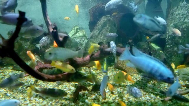Diverse community of African cichlid fish swimming around a large piece of natural driftwood and scattered rocks on a gravel bed in a beautifully aquascaped home aquarium