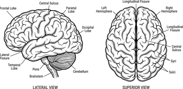 Human Brain Anatomy Diagram with Labeled Cerebral Lobes, Hemispheres and Medical Nervous System Vector Illustration