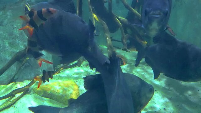 Large dark pacu fish and striped clown loaches swimming together among wooden branches and roots in a spacious public aquarium tank