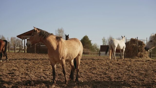 Beautiful light brown horse standing in a muddy paddock and looking around while other horses eat hay in the background on a sunny day. Rural farm life and animal breeding concept. Slow motion, 4K