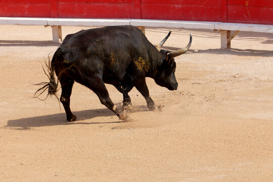 Un taureau race Camargue pour une course &agrave; la cocarde