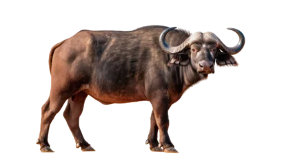 Fototapeten Büffel Isolated African buffalo standing, large powerful herbivore mammal, wild animal in wildlife preserve  © David