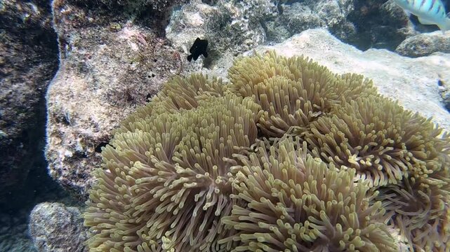 Tomato clownfish and Maldive anemonefish, an anemonefishes found in the northern Indian Ocean, Maldives, they sway due to a strong wave motion.