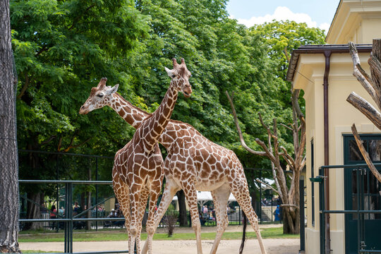 Vienna, Austria &ndash; February 2021: Two reticulated giraffes standing together in enclosure at Sch&ouml;nbrunn Zoo with historic building in background