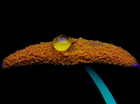 Macro of water drop on flower anther with pollen, close up on black background

