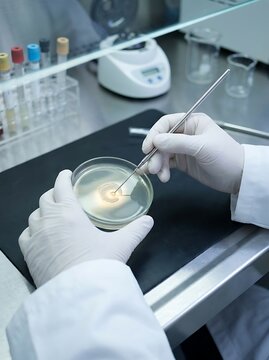 Scientist working with petri dish and inoculating loop in a laboratory setting, conducting research and experiments