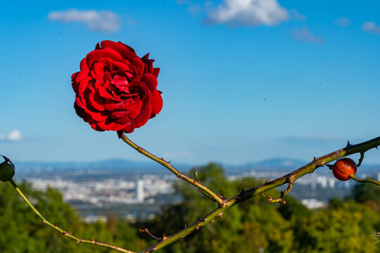 Red rose on thorny stem against blue sky with blurred city panorama and mountains in background, nature and urban contrast
