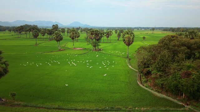 Flock of egrets flying over green rice fields among palm trees, Vietnam