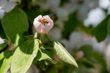 Obraz premium Honey Bee Collecting Pollen on Delicate White Spring Blossom With Soft Focus Background.