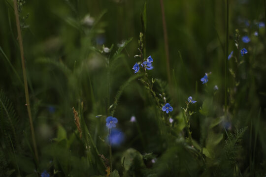 Wild flowers in a sunny day. Flower field in sunlight, spring or summer garden background. flowers meadow field in morning light. flowers in meadow on warm summer morning with blurred background.