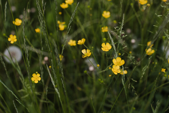 Wild flowers in a sunny day. Flower field in sunlight, spring or summer garden background. flowers meadow field in morning light. flowers in meadow on warm summer morning with blurred background.