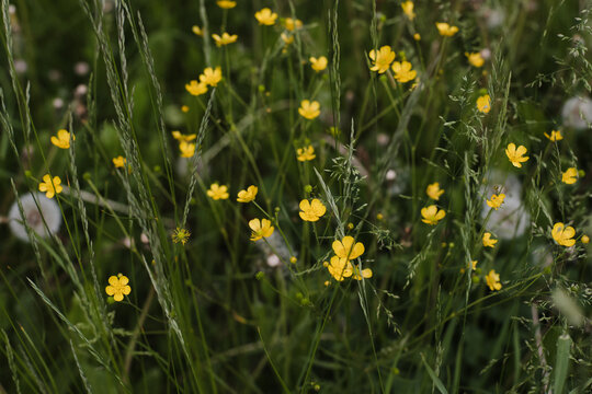 Wild flowers in a sunny day. Flower field in sunlight, spring or summer garden background. flowers meadow field in morning light. flowers in meadow on warm summer morning with blurred background.